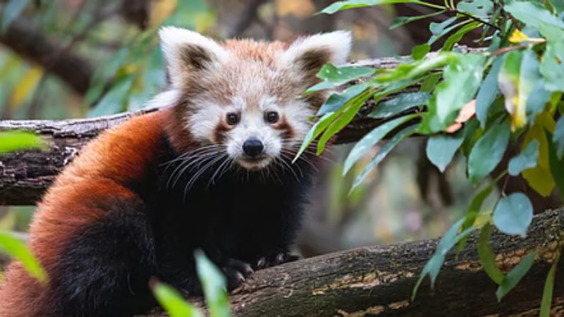 Close-up of a red panda in Nainital zoo.