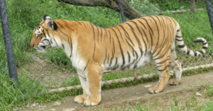 Pt. G. B. Pant High Altitude Zoo Nainital – Tiger Close-Up
