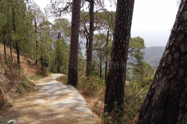Empty trekking trail with pine trees covered in mist. Nainital